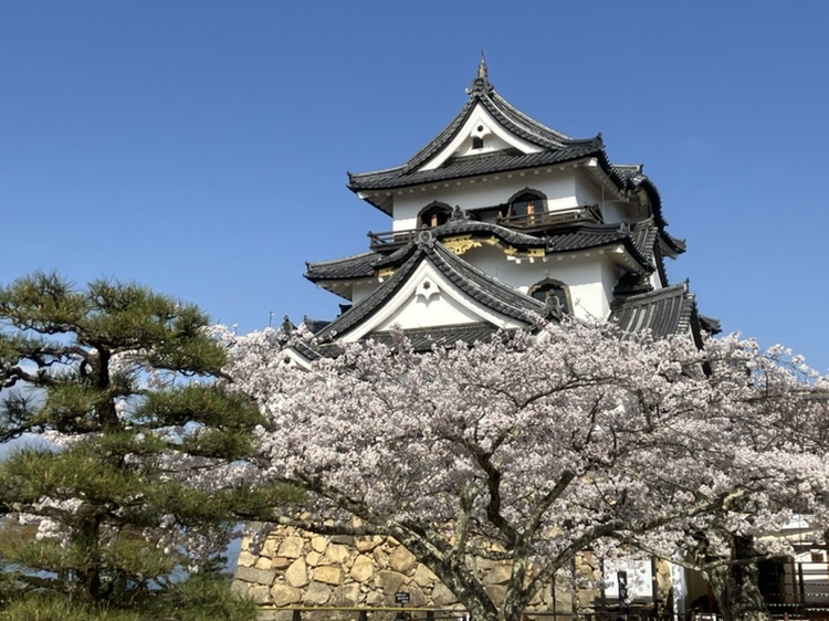 お知らせ一覧 | 国宝 彦根城